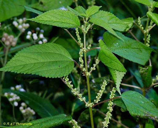 {Boehmeria cylindrica}